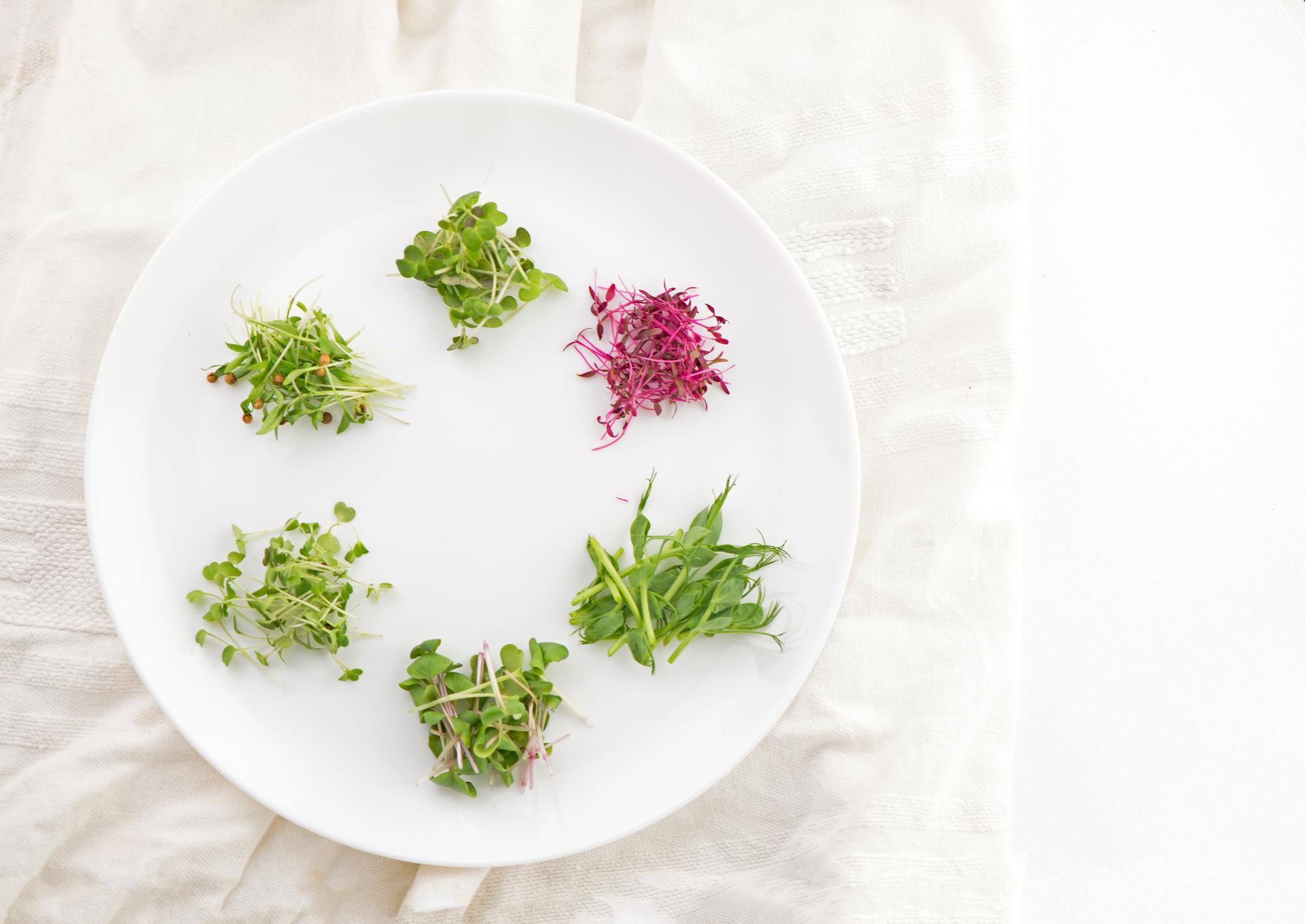 Plated seasonal starter with microgreens